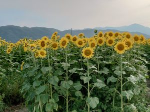 善入寺島