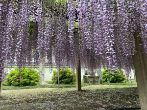 ふじの花