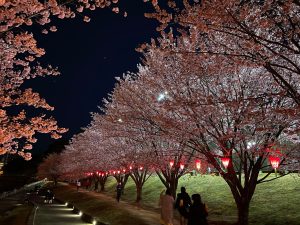 助任川河畔の蜂須賀桜