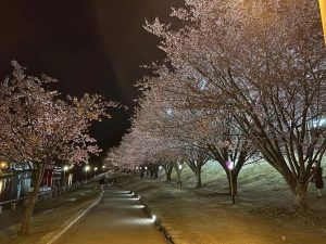 蜂須賀桜