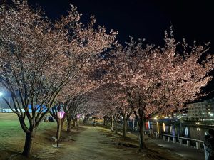 蜂須賀桜