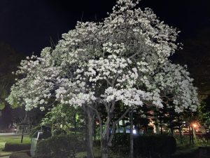 徳島中央公園