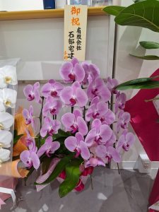 胡蝶蘭