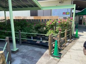 観音寺の牡丹