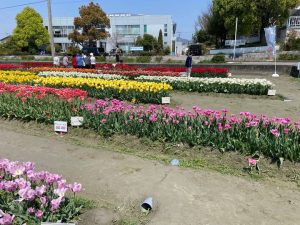 北島チューリップ公園