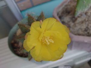 サボテンの花