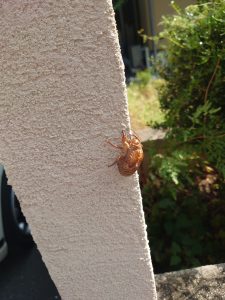 蝉の抜け殻