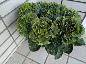 紫陽花