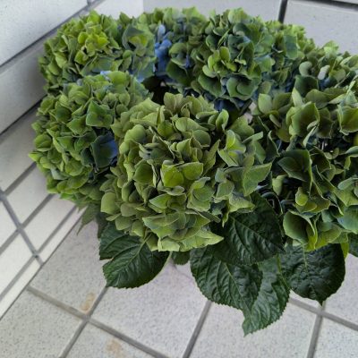 紫陽花