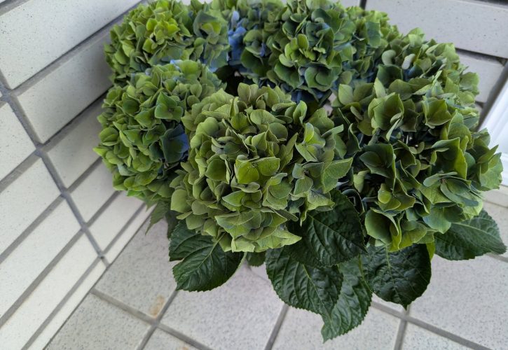 紫陽花
