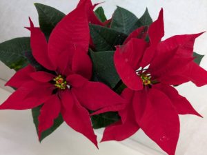 フラワーアレンジメント