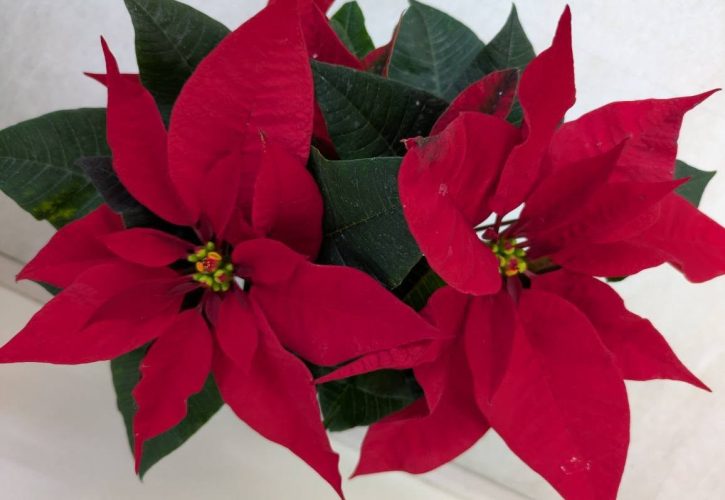 フラワーアレンジメント