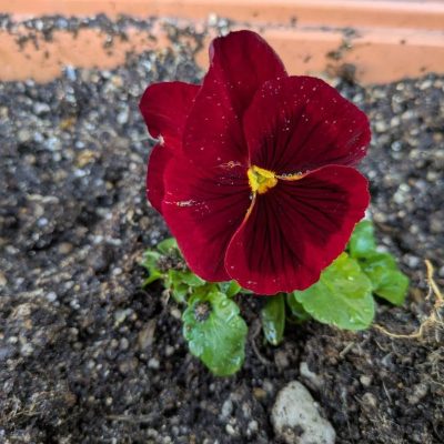 フラワーアレンジメント