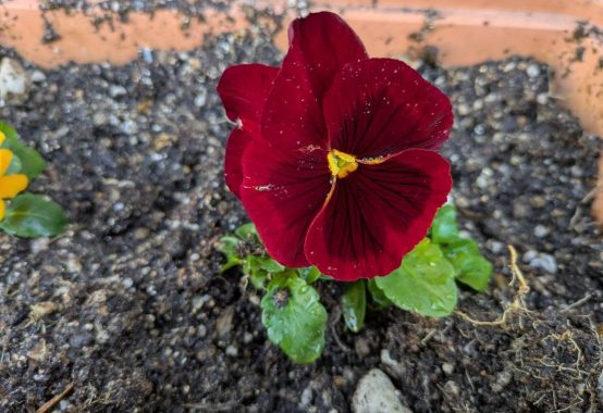 フラワーアレンジメント