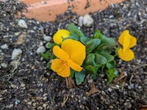 フラワーアレンジメント