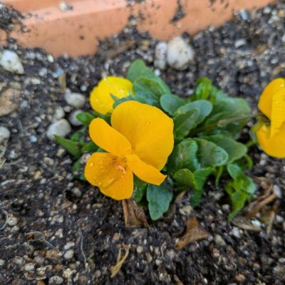 フラワーアレンジメント