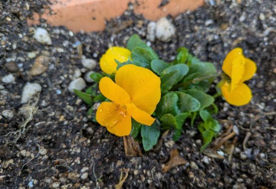 フラワーアレンジメント