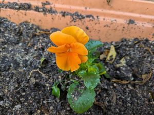 フラワーアレンジメント