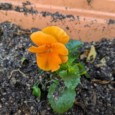 フラワーアレンジメント