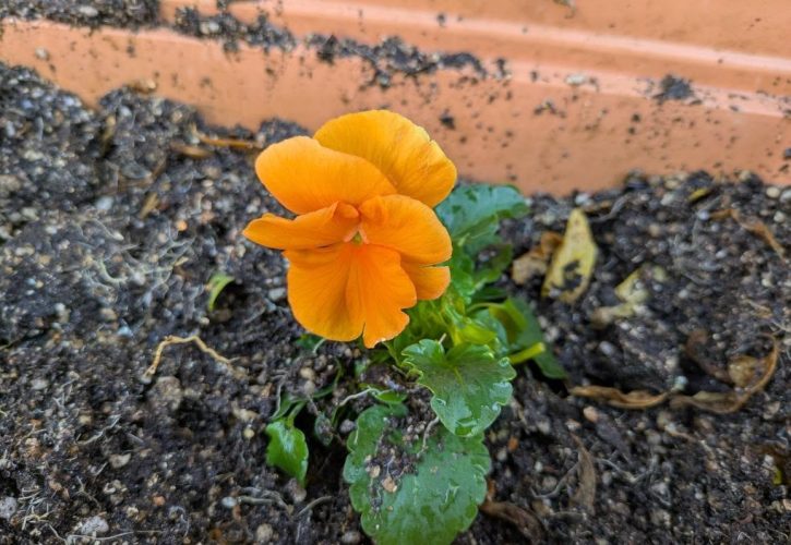 フラワーアレンジメント