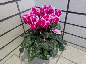 フラワーアレンジメント