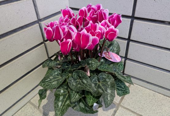 フラワーアレンジメント